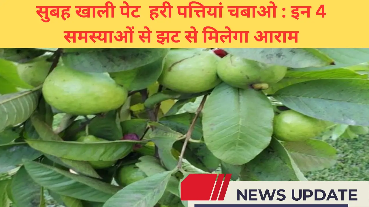 Chews these green leaves empty stomach