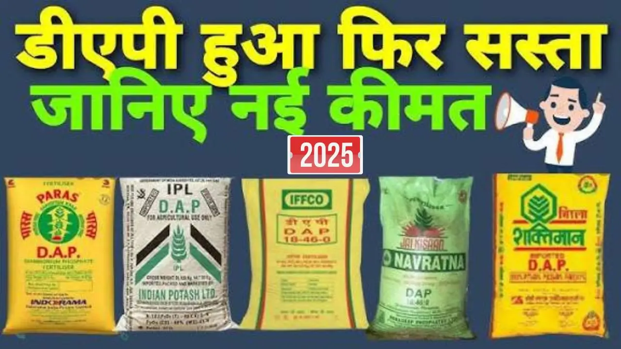 DAP-urea rate 2025