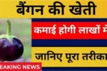Brinjal Farming 2025
