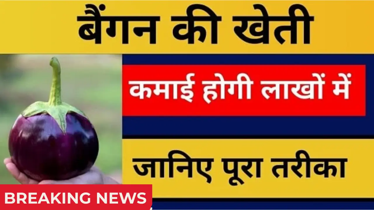 Brinjal Farming 2025
