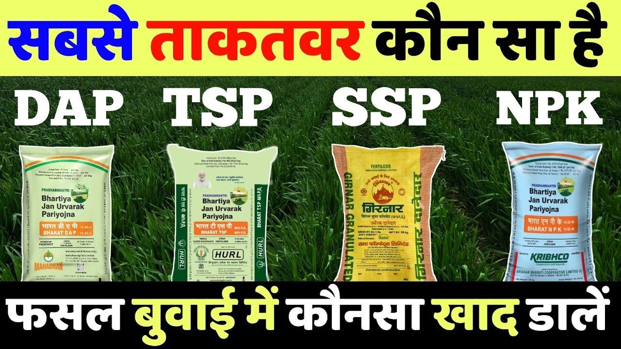Difference Between DAP TSP SSP NPK Fertilizer