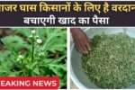 Organic Fertiliser 2025