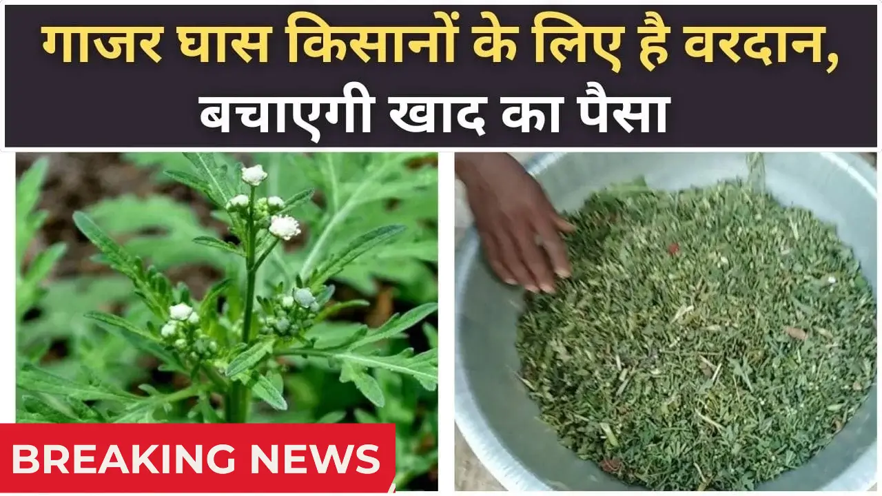 Organic Fertiliser 2025